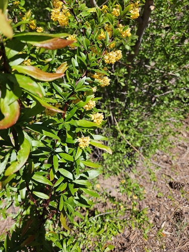 Berberis fendleri, photograph 6