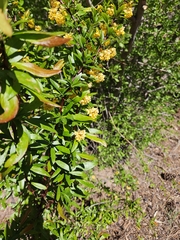 Berberis fendleri, photograph author not stated, no rights reserved
