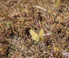 Colias