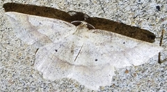Euchlaena amoenaria