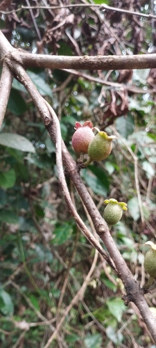 Henriettea succosa