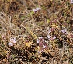 Colias