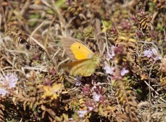 Colias