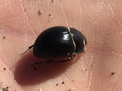 Eusattus muricatus