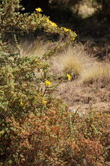 Hypericum