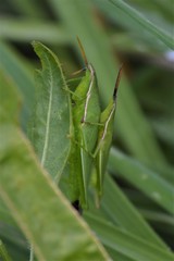 Atractomorpha australis
