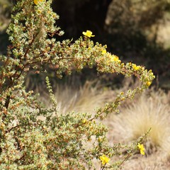 Hypericum