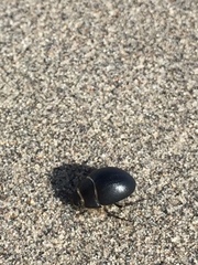 Eusattus muricatus