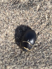 Eusattus muricatus