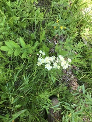 Anticlea elegans elegans