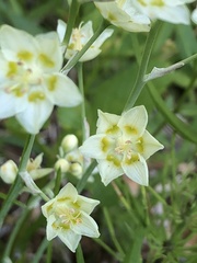 Anticlea elegans elegans