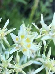 Anticlea elegans elegans