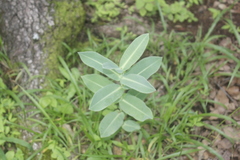 Asclepias mirifica