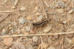 Macrotona securiformis