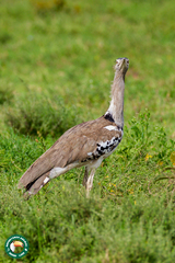 Ardeotis kori struthiunculus