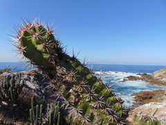 Stenocereus standleyi