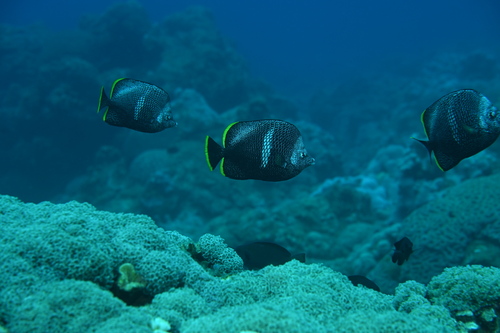 Wrought iron butterflyfish (Chaetodon daedalma) — Chaetodontidae — 5