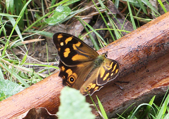 Heteronympha banksii