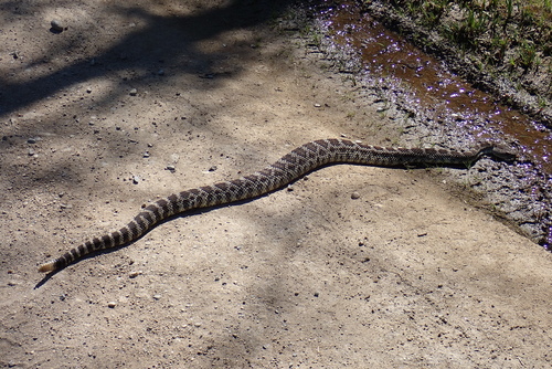 iNaturalist observation photo of Northern Pacific Rattlesnake