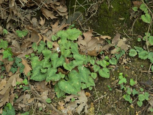 Cyclamen creticum, photograph 2