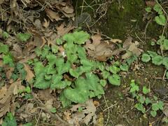 Cyclamen creticum, photograph (c) Daniel Cahen, some rights reserved (CC BY)