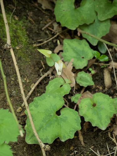 Cyclamen creticum