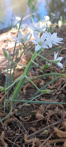 Ornithogalum refractum, photograph 1