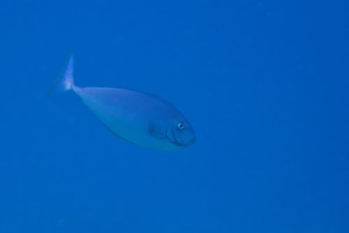 Naso hexacanthus, 2026-04-18