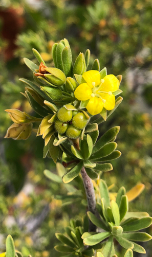 Baycedar (Suriana maritima)