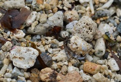 Tonnoidea