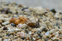 Tonnoidea