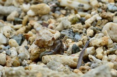 Tonnoidea
