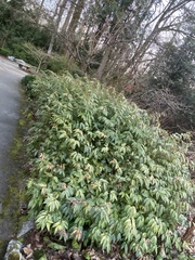 Prunus lusitanica