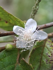 Psidium guineense, photograph (c) Carlos Henrique, some rights reserved (CC BY-SA)