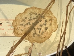 Ambystoma gracile