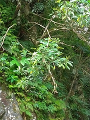 Turpinia ternata