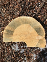 Grosmannia clavigera