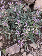 Astragalus tephrodes
