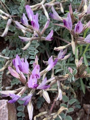 Astragalus tephrodes
