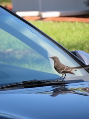 Mimus polyglottos image