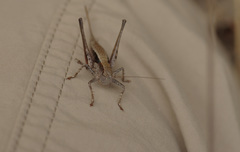 Nanodectes harpax