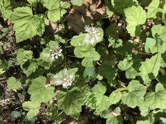 Tiarella stolonifera