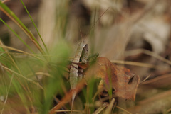 Nanodectes harpax