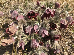 Pulsatilla cernua