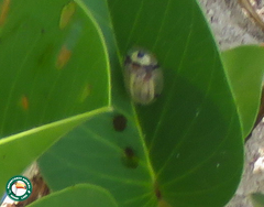 Aspidimorpha puncticosta