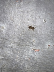 Curculionoidea
