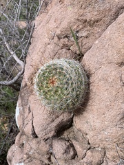 Mammillaria barbata