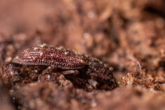 Namunaria pacifica