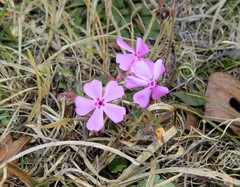 Phlox nivalis