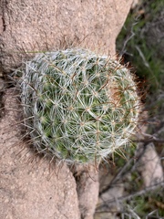 Mammillaria barbata